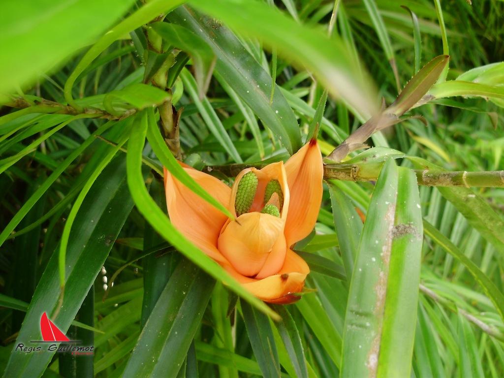 Cruise around the Island of Martinique en catamaran Régis Guillemot